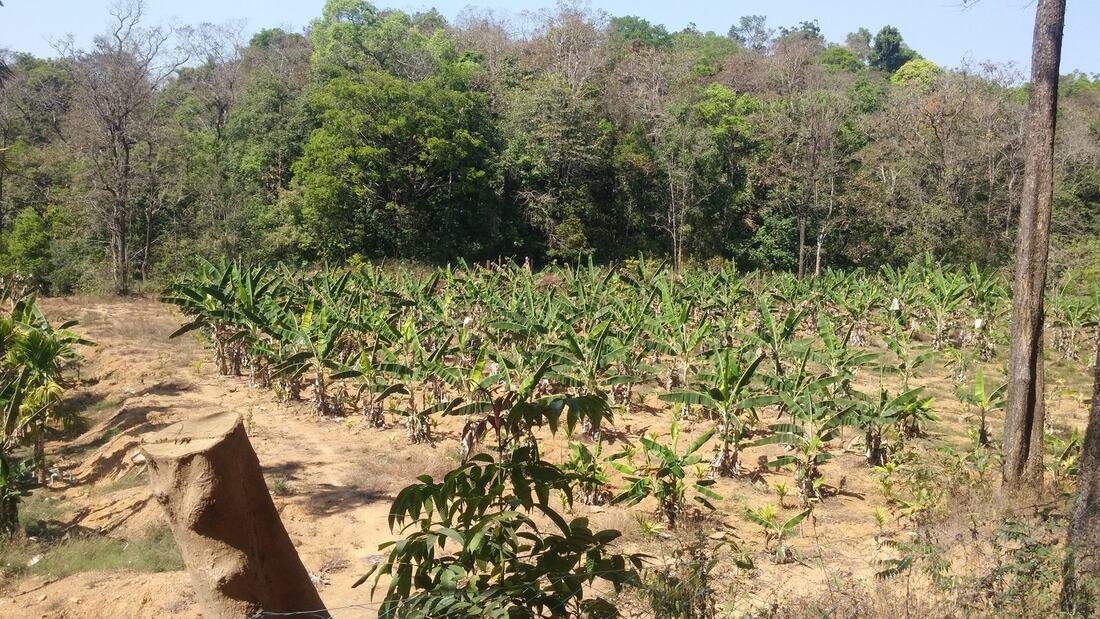 First planting of areca nut and other crops, February 2019