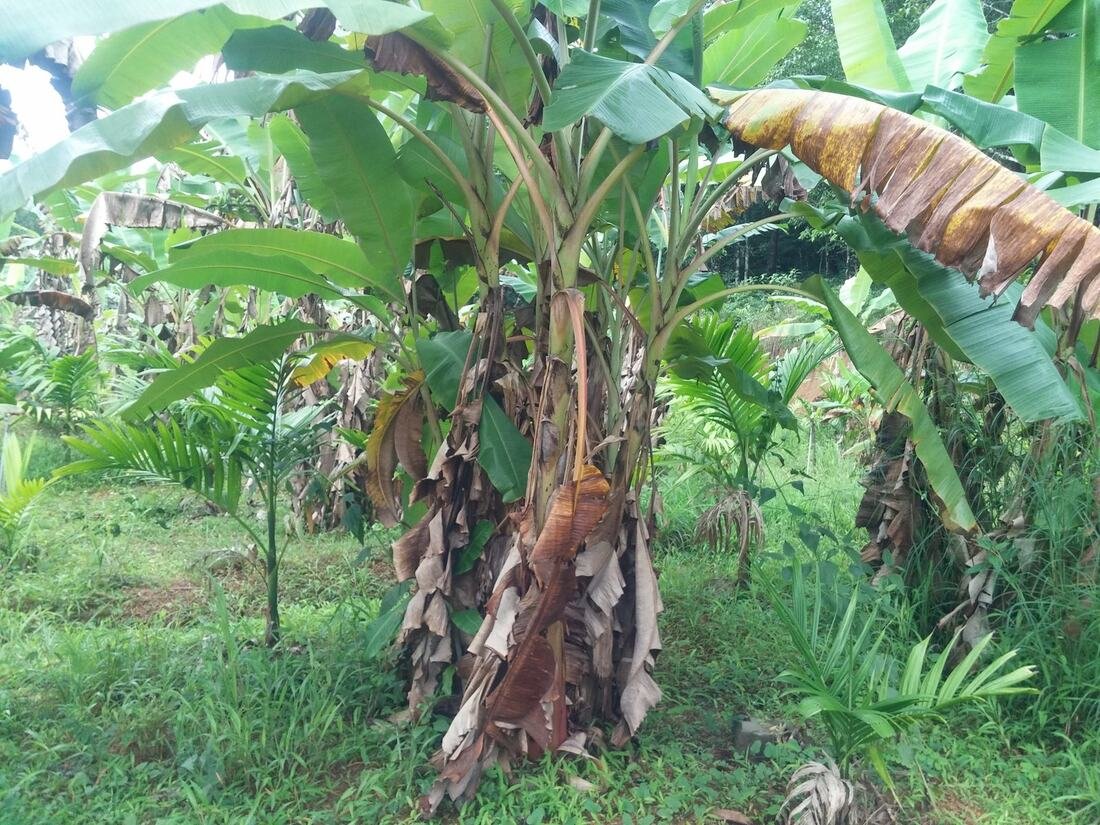 Crop growth progress, mid-2020