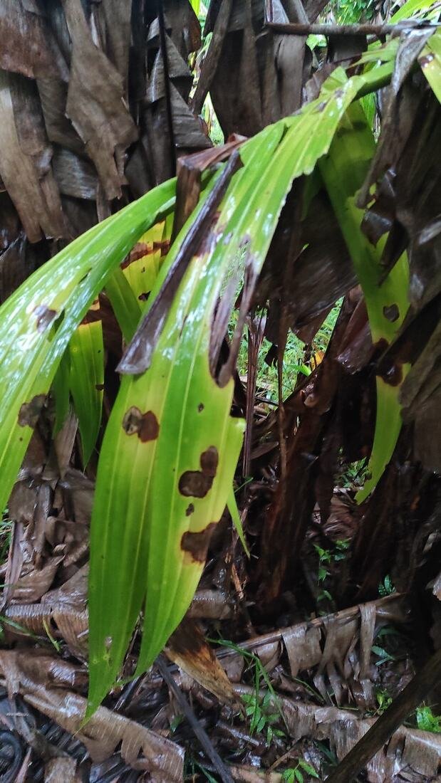 Pest and disease management, spraying, mid-2021
