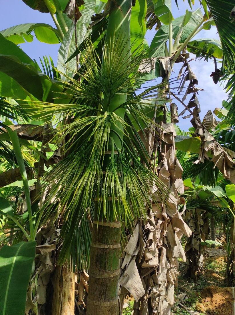 First flowering on the cardamom plants, February 2024