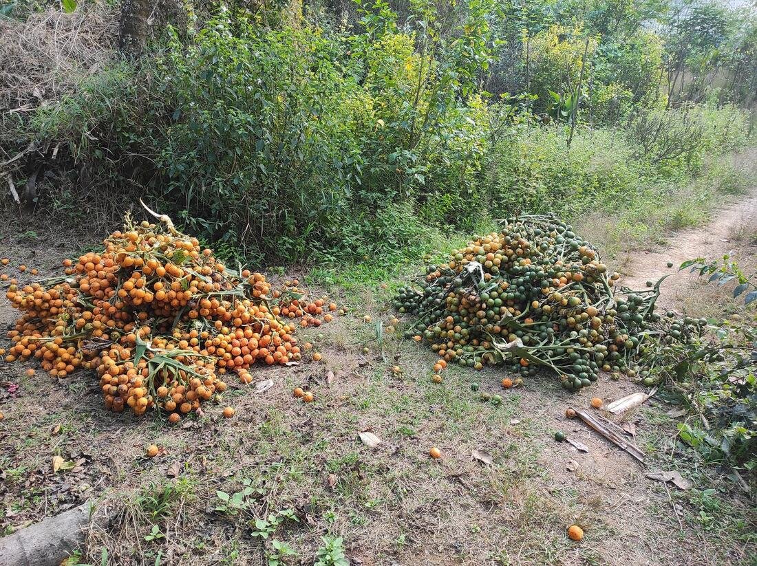 Areca nut harvest recorded during the farm journey in 2024